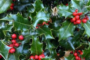 AZEVINHO GR AZEVINHO GR