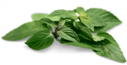 Menta
