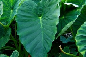 Espinafres gr Espinafres gr