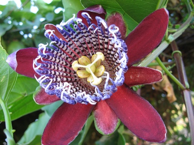 Passiflora gr