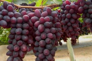 UVAS GR