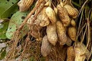 amendoim gr amendoim gr