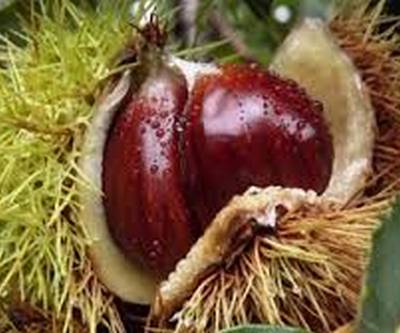 castanha gr