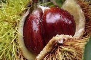 castanha gr castanha gr