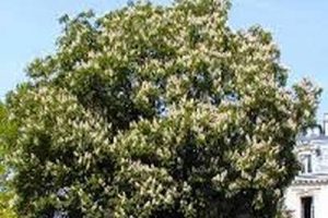 castanheiro da india gr castanheiro da india gr