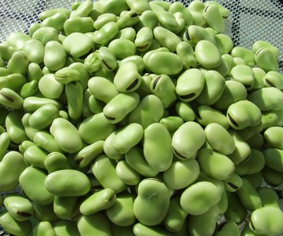 fava gr