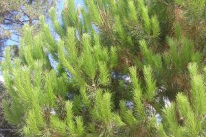 OLYMPUS DIGITAL CAMERA OLYMPUS DIGITAL CAMERA