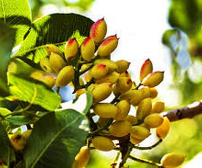 pistacio gr