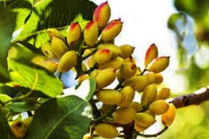 pistacio gr