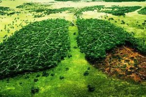 pulmao-do-mundo-1200x900 arvores em forma de pulmao