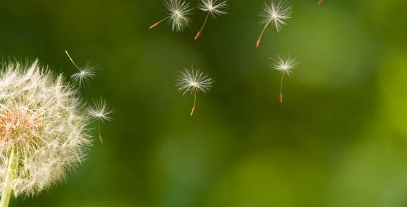 Imagens Site (900 × 300 px) (1)