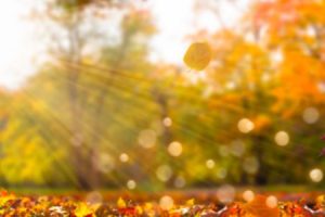 Imagens-Site-900-×-300-px-1